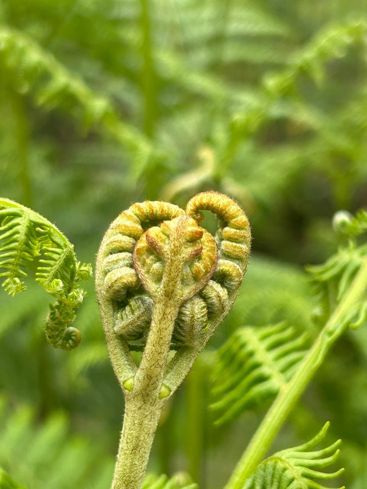 A young fern frond unfurling.