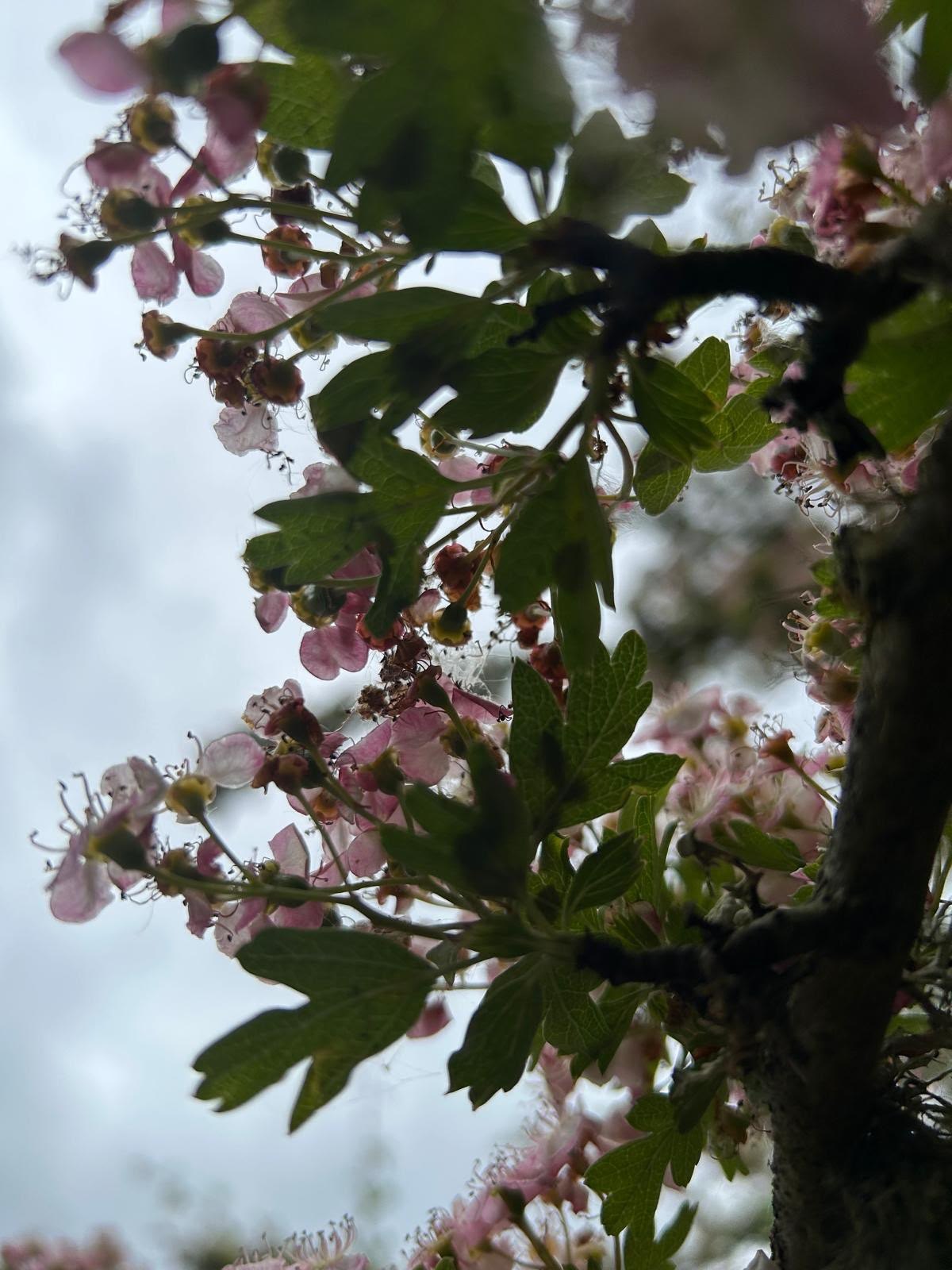 Hawthorn blossom.