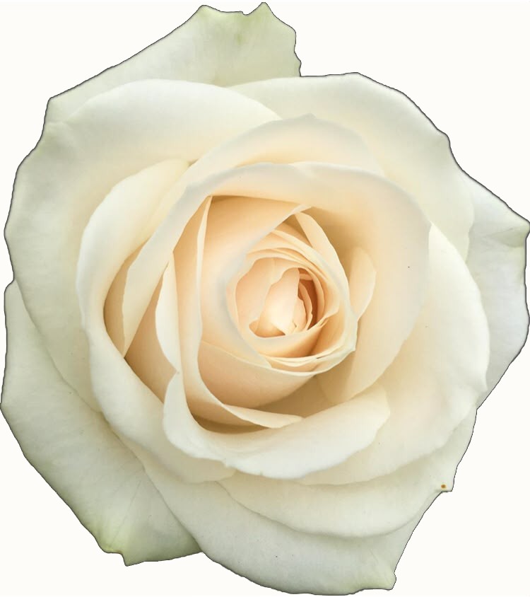 A white rose.